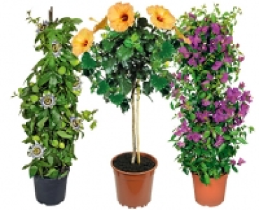 KÜBELPFLANZE CHF 12.99