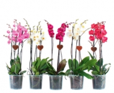 PHALAENOPSIS XXL CHF 19.99