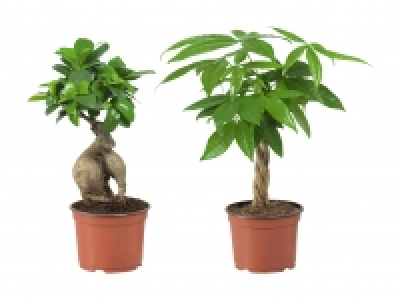 Ficus Ginseng und Pachira CHF 6.99