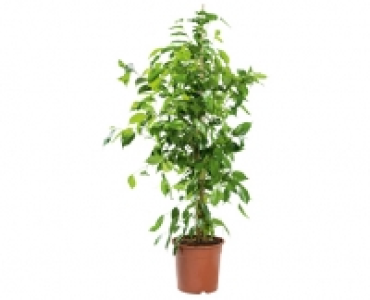 SOLITÄRPFLANZE CHF 14.99