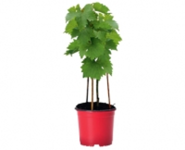 WEINREBE CHF 12.99