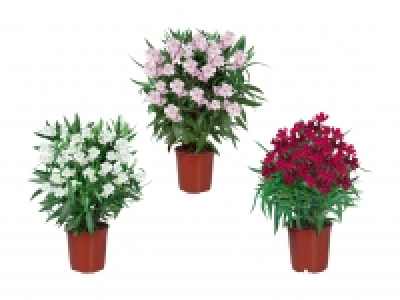 Oleander CHF 6.99
