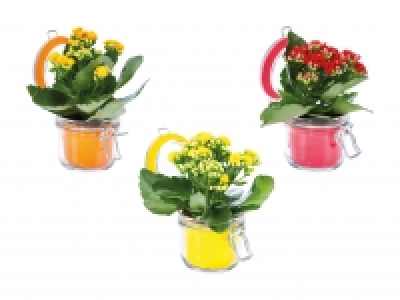 Kalanchoe im Glas CHF 2.99