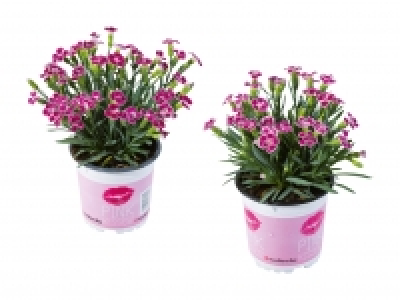 Dianthus «Pink Kisses» CHF 2.49