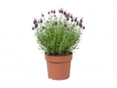 Lavendel Stoechas XL CHF 6.99