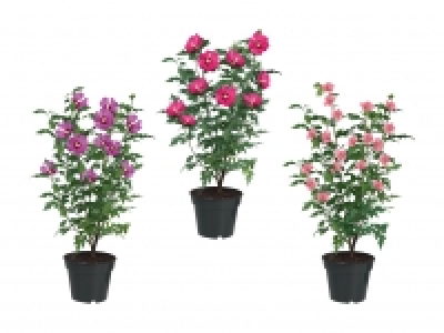 Gartenhibiskus CHF 5.99