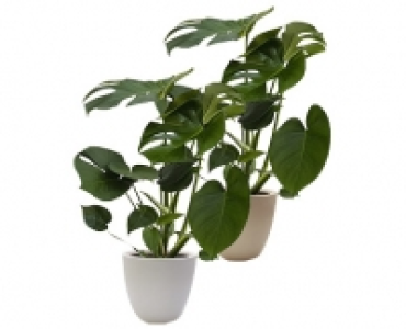 MONSTERA CHF 14.99