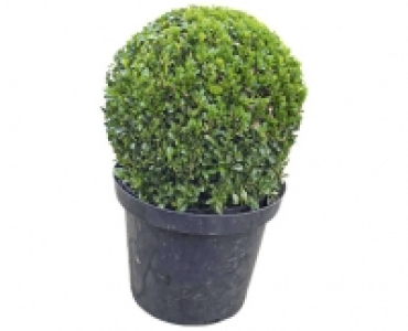 BUCHSBAUMKUGEL CHF 12.99