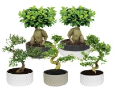 BONSAI CHF 16.99