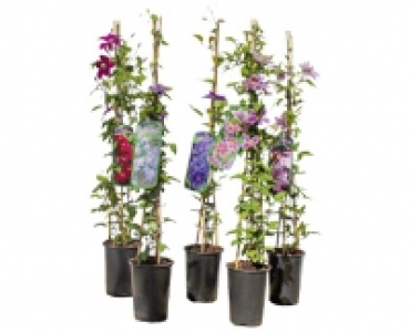 CLEMATIS PYRAMIDE CHF 8.99