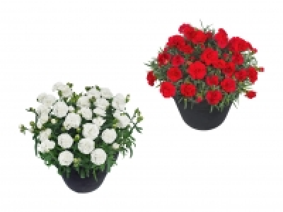 Dianthus adorables CHF 1.99