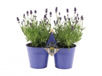 Lavendel Angustifolia im Duo-Zinktopf CHF 9.99