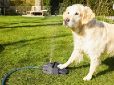 Hunde-Wasserfontäne