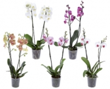 ORCHIDEE CHF 6.99