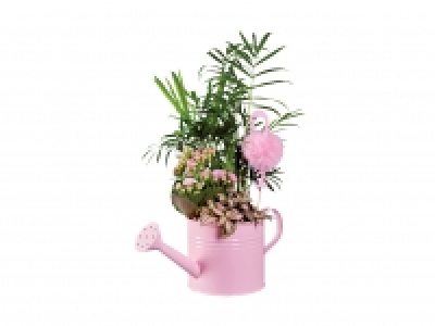 Bepflanzte Giesskanne «Flamingo» CHF 6.99
