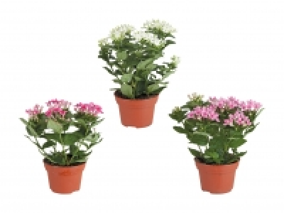 Bouvardia Bellevardia CHF 3.99