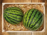 Lidl  Bio Baby Wassermelone (mind. - 30 % auf den aktuellen Tagespreis)