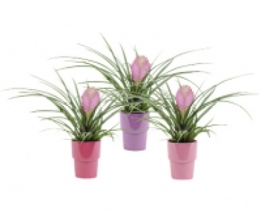 TILLANDSIA