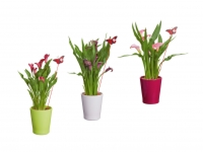 Calla in Keramik zum 1. August CHF 7.99