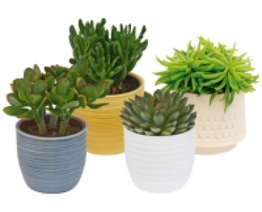 SUKKULENTE CHF 4.99