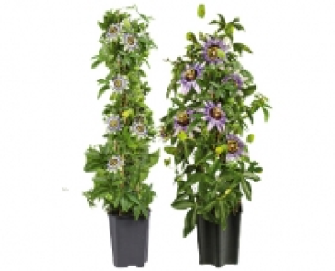 PASSIFLORA PYRAMIDE CHF 9.99