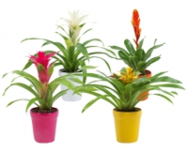 BROMELIEN CHF 4.99
