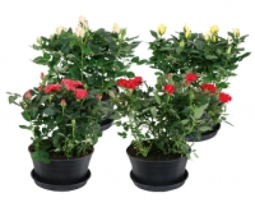 ROSENSCHALE CHF 6.99