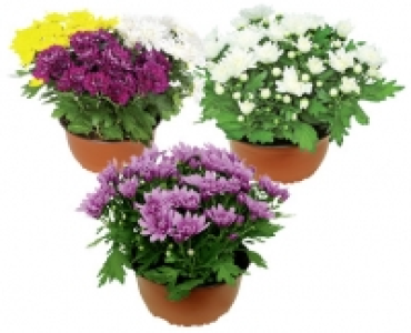 SOMMERCHRYSANTHEMEN-SCHALE CHF&nbsp;3.99