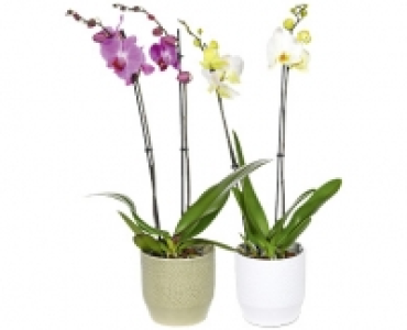 ORCHIDEE CHF 9.99