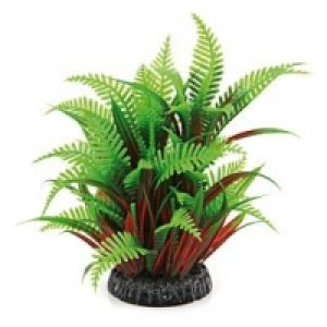 Amazonas Fantasy Plant QL 20cm CHF 9.90