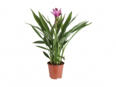 Curcuma (Safranwurz) CHF 9.99