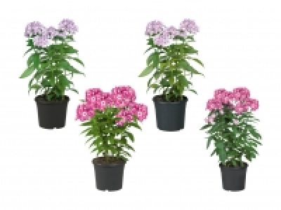 Lidl  Phlox Paniculata «Flame Serie»