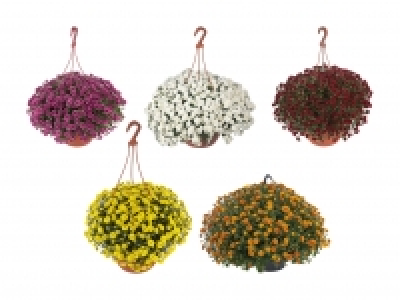 Chrysanthemen Ampel «Skyfall» CHF 9.99