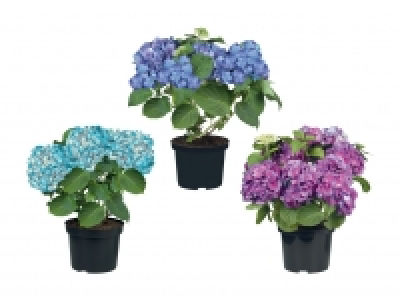Gartenhortensien CHF 7.99