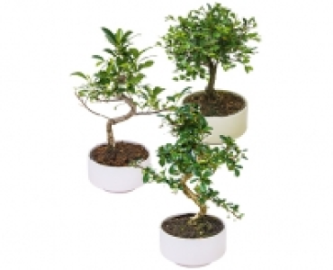 BONSAI CHF 12.99