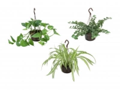 Ampelpflanzen f&uuml;r Innen CHF&nbsp;4.99