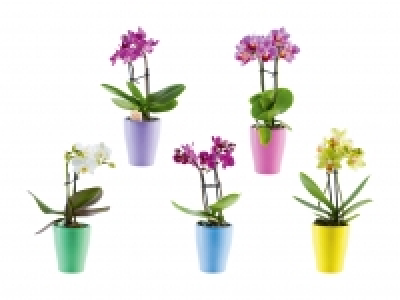 Mini-Phalaenopsis in Keramik CHF 4.99