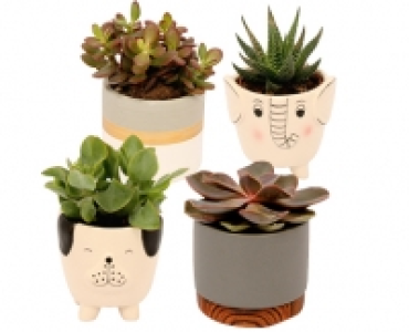 SUKKULENTE CHF 2.99