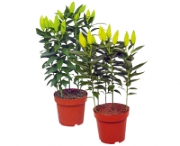 ORIENTALISCHE LILIEN CHF 8.99