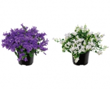 CAMPANULA CHF 3.99