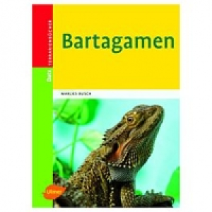 Ulmer Bartagamen