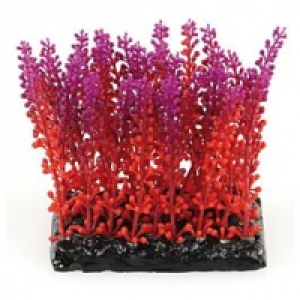 Qualipet  Amazonas Fantasy Plant PP 10cm violett-rot