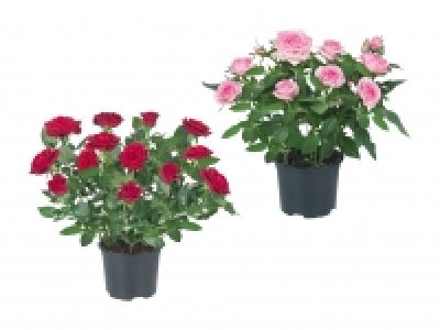 Topfrosen CHF 1.99