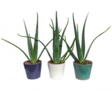 ALOE VERA CHF 9.99