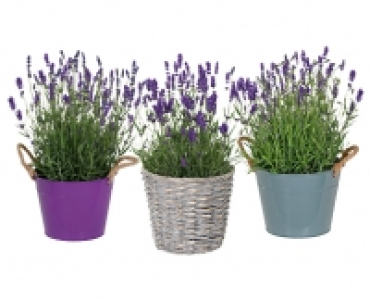 LAVENDEL XL CHF 9.99