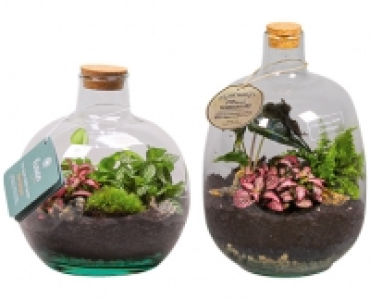 PFLANZENTERRARIUM CHF 24.90