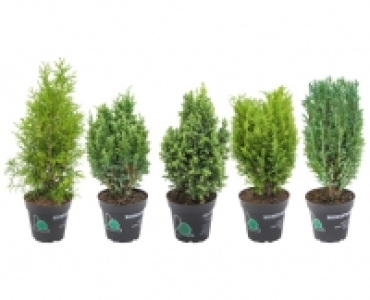 KONIFEREN SORTIMENT CHF 2.49