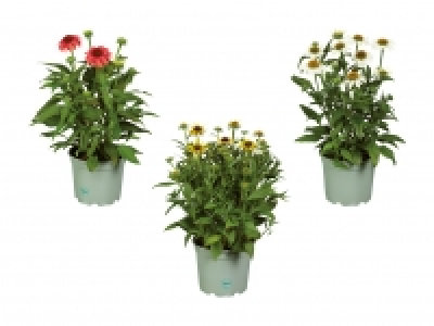 Sonnenstauden CHF 6.99