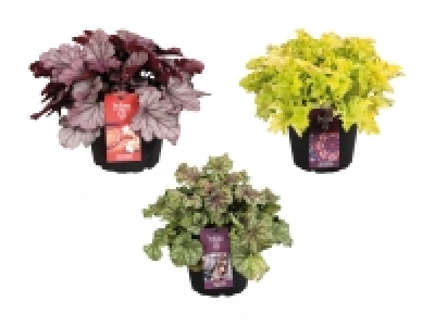 Lidl  Heuchera Premium-Sorten