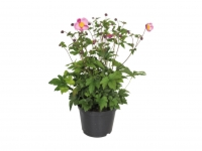 Anemone XL